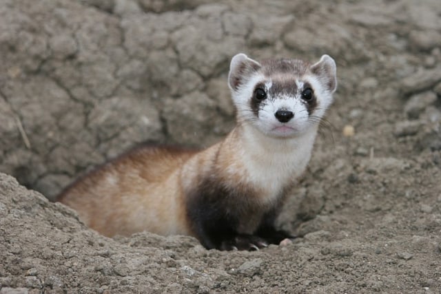 Ferret Betina Akan Tewas Jika Tidak Kawin