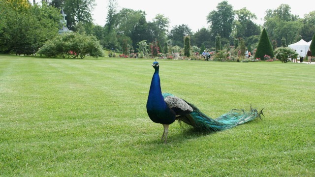 Burung Merak (Foto: Wikipedia)