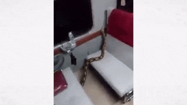 Ular di kereta (Foto: Others/ Twitter @Hedwig)