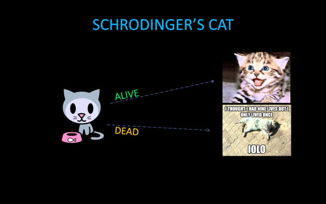 Kucing Schrodinger (Foto: Youtube.com/poETheeds)