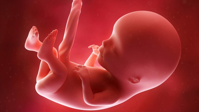 Ilustrasi janin mulai memiliki bulu atau rambut pertama di usia 5 bulan (Foto: Thinkstock)