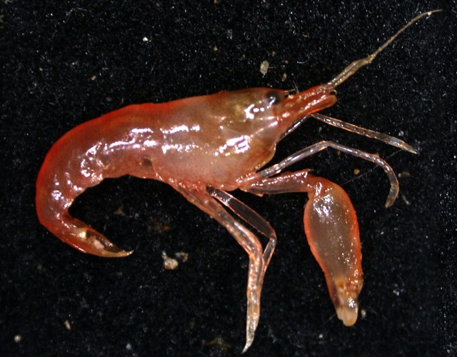 Udang Pistol Dapat Membunuh dengan Suaranya