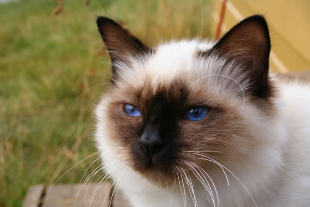 Jenis kucing apakah ini? (Foto: en.wikipedia.org)