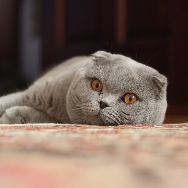 Jenis kucing apakah ini? (Foto: en.wikipedia.org)