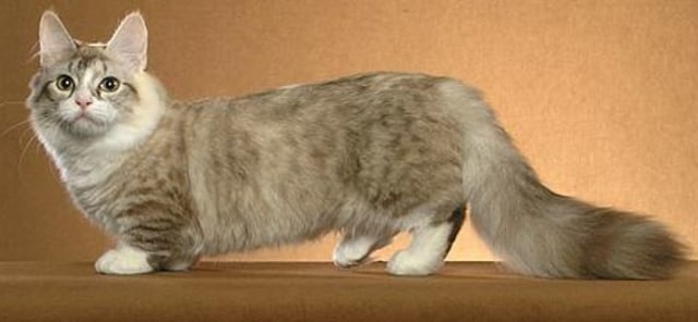 Jenis kucing apakah ini? (Foto: en.wikipedia.org)