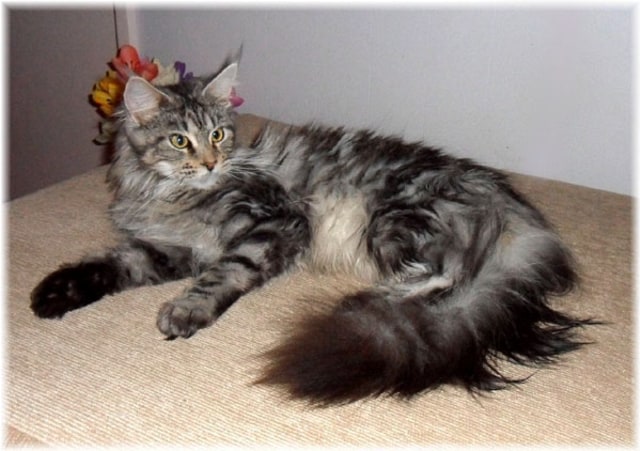 Jenis kucing apakah ini? (Foto: en.wikipedia.org)