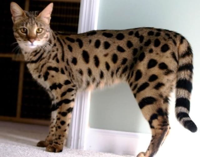 Jenis kucing apakah ini? (Foto: en.wikipedia.org)