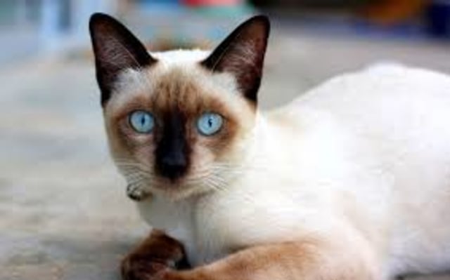 Jenis kucing apakah ini? (Foto: en.wikipedia.org)