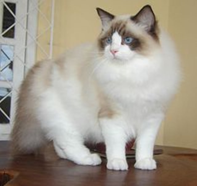 Jenis kucing apakah ini? (Foto: en.wikipedia.org)
