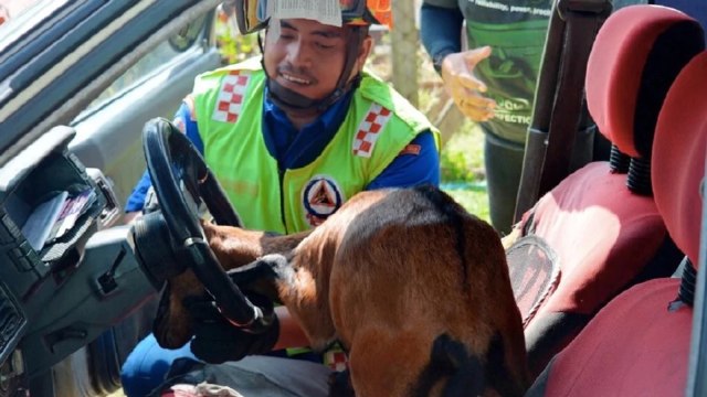 Kambing terjepit setir mobil. (Foto: dok. Civil Defence Departement)