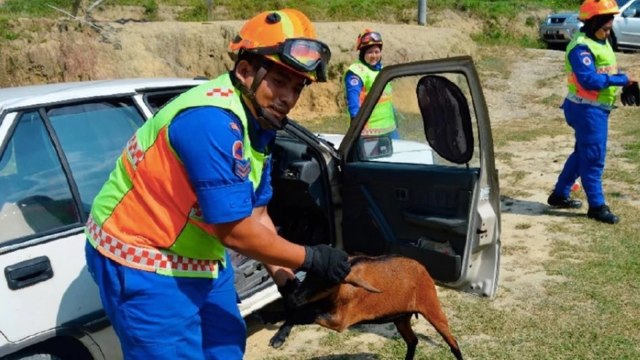 Kambing terjepit setir mobil. (Foto: dok. Civil Defence Departement)