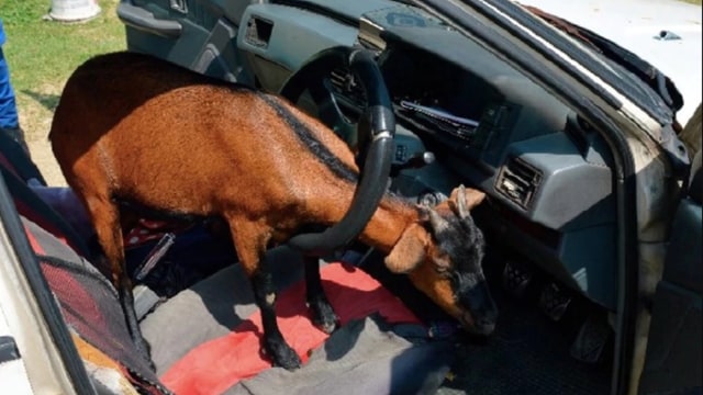 Kambing terjepit setir mobil. (Foto: dok. Civil Defence Departement)