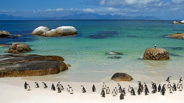 Boulders Beach (Foto: flickr/01b6b00f698ec9ef8d8a6cdf5e3d5baa)