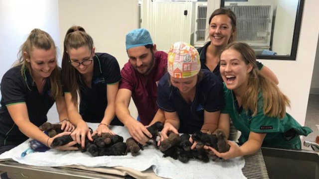 Doberman melahirkan 18 anak (Foto: Dok. West Coast Veterinary Clinic)