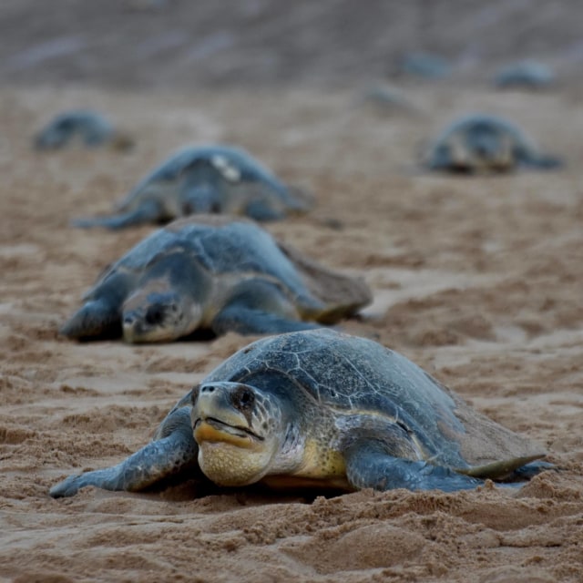 Penyu Olive Ridley. (Foto: AFP/Asit Kumar)