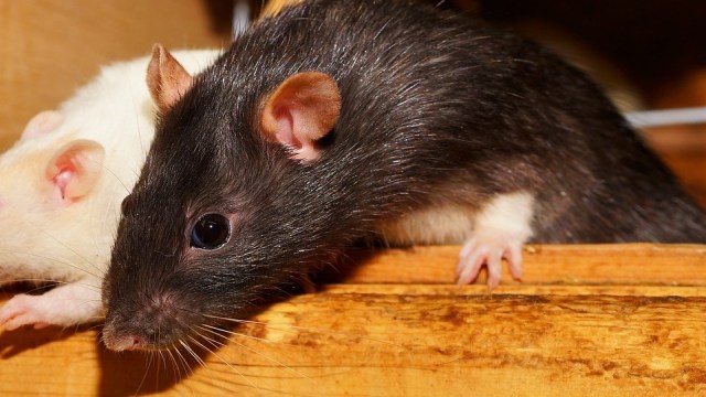 Tikus rumah. (Foto: Kapa65/Pixabay)