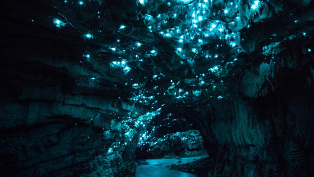 Gua glow worm  (Foto: Flickr / Chad Scarborough)