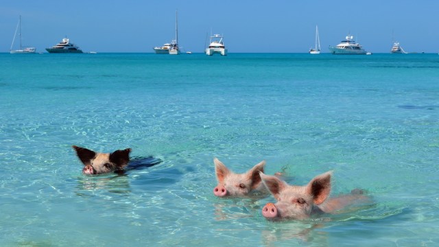 Big Major Cay di huni babi (Foto: Flickr / wanderamore)
