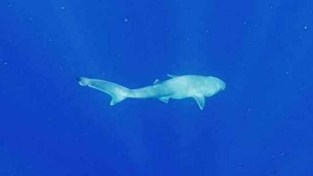 Atlantic Sixgill Shark (Hexanchus vitulus). (Foto: @BiminiSharkGirl via Twitter)
