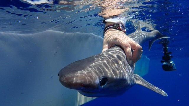Atlantic Sixgill Shark (Hexanchus vitulus). (Foto: @OmicsJournal via Twitter)