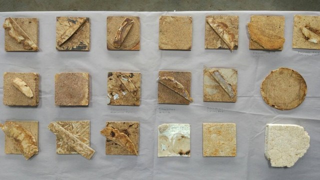 Material buatan Mycotech. (Foto: Mycotech/Facebook)