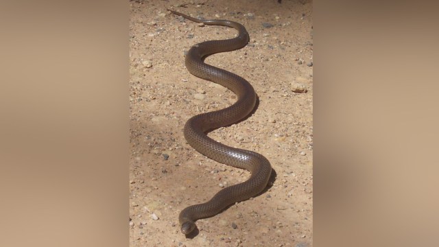 Eastern Brown Snake (Foto: Wikimedia Cpmmons)