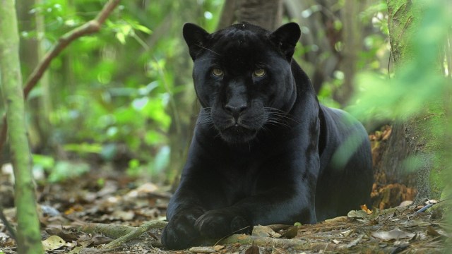 Panther (Foto: YouTube/a to z Animals)