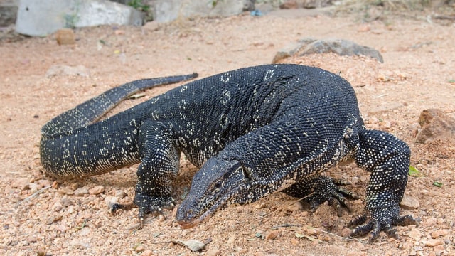 Salvator atau biawak air (Foto: commons wikipedia)