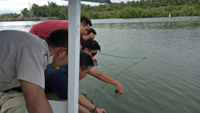 Kepiting Undersize Dilepasliarkan di Kawasan Ekowisata Pantai Cemare, Lombok Barat (1)