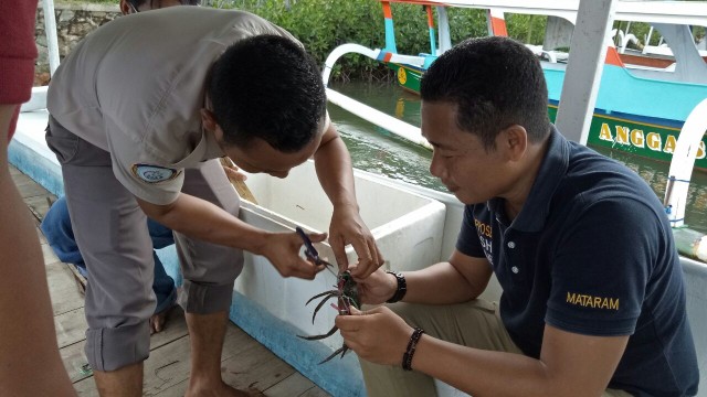 Kepiting Undersize Dilepasliarkan di Kawasan Ekowisata Pantai Cemare, Lombok Barat (2)