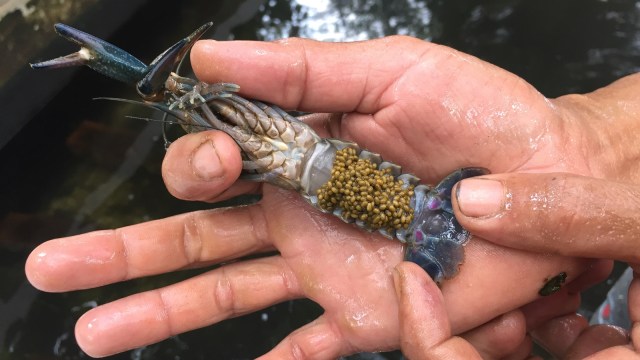 Lobster Air Tawar di Bintaro Fish Centre (Foto: Selfy Sandra Momongan/kumparan)