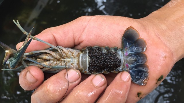 Lobster Air Tawar di Bintaro Fish Centre (Foto: Selfy Sandra Momongan/kumparan)