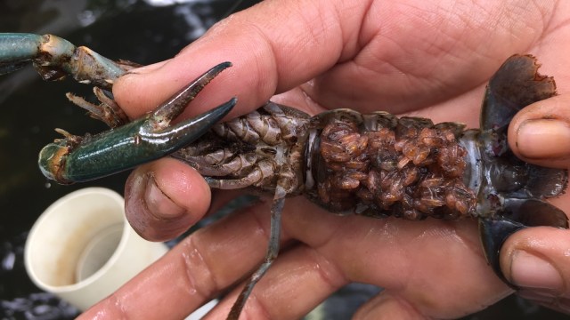 Lobster Air Tawar di Bintaro Fish Centre (Foto: Selfy Sandra Momongan/kumparan)