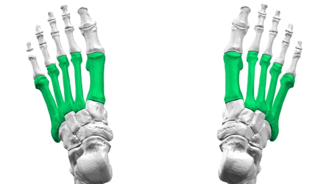 Penampang tulang metatarsal. (Foto: Wikimedia Commons)