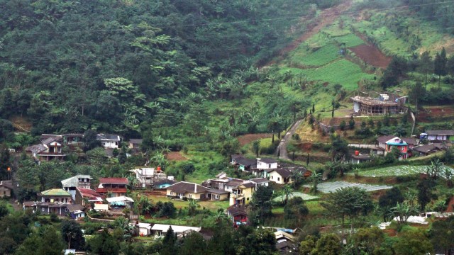 Puncak Bogor (Foto: Antara/Yulius Satria Wijaya)