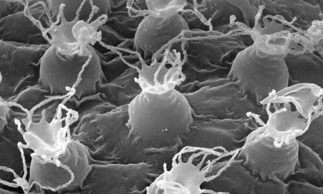 Telur M. Shonacius (Foto: PLOS One/Daniel Stec)