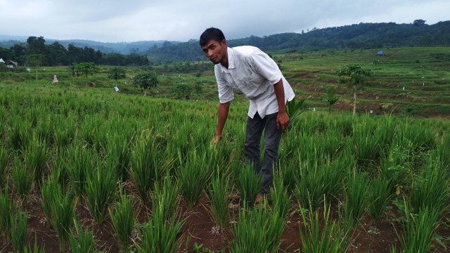 Mantan Mafia Penanam Ganja  (Foto: Zuhri Noviandi/kumparan)