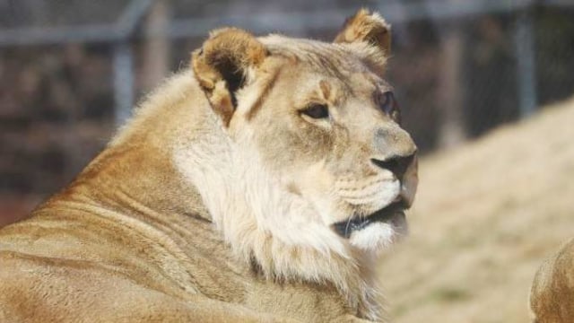 Singa betina yang berubah jadi 'jantan' (Foto: Dok. Oklahoma City Zoo)