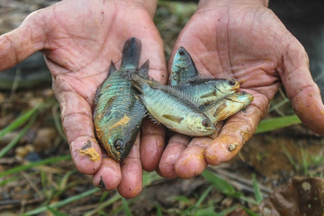 Foto: Asyiknya Maunjun Warga Banjar (4)