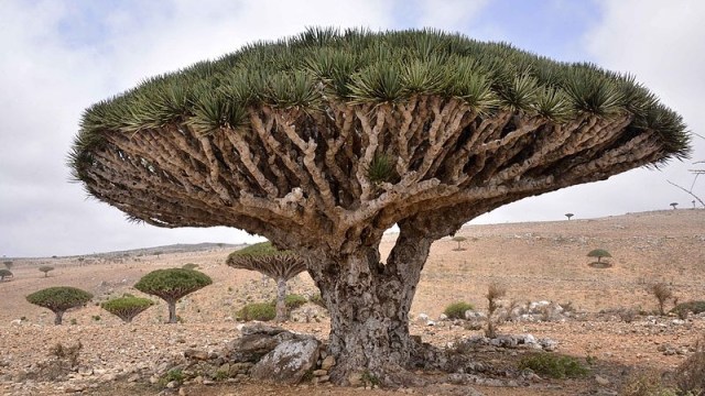 Ilustrasi pohon alien. (Foto: wikimedia commons)