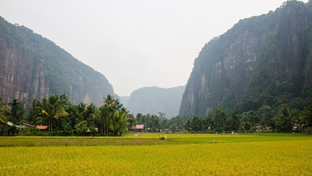 Sawah di Lembah Harau, Payakumbuh. (Foto: Flickr/Rick Stevens)