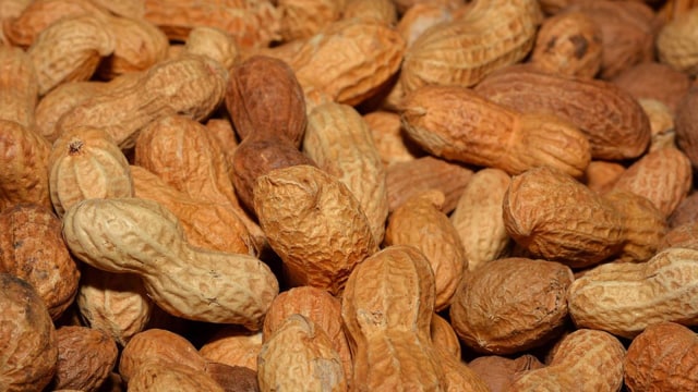 Pilih kacang berkualitas (Foto: Thinkstock)