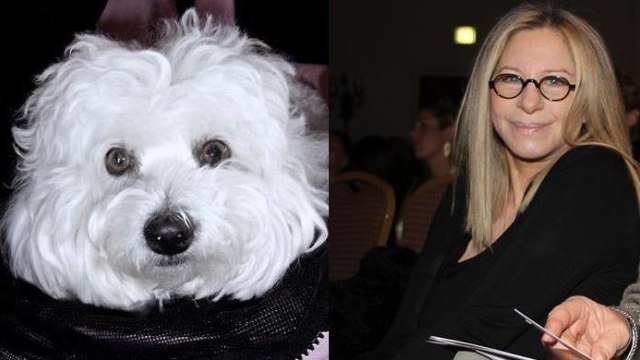 Samantha dan Barbra Streisand  (Foto: Barbra Streisand/Twitter dan Lifescript/Wikimedia)