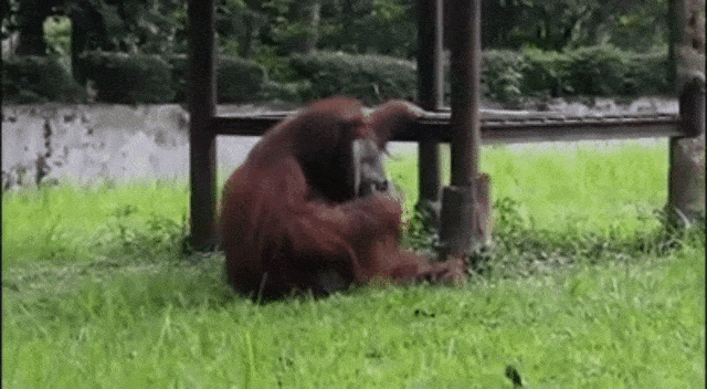 Orang utan merokok (Foto: Facebook/Marison Guciano)