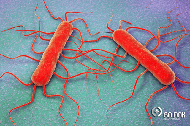 Bakteria Listeria dalam Melon yang Mematikan