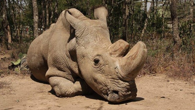 Sudan, badak putih utara jantan terakhir di dunia (Foto:  Ol Pejeta Conservancy/Facebook)