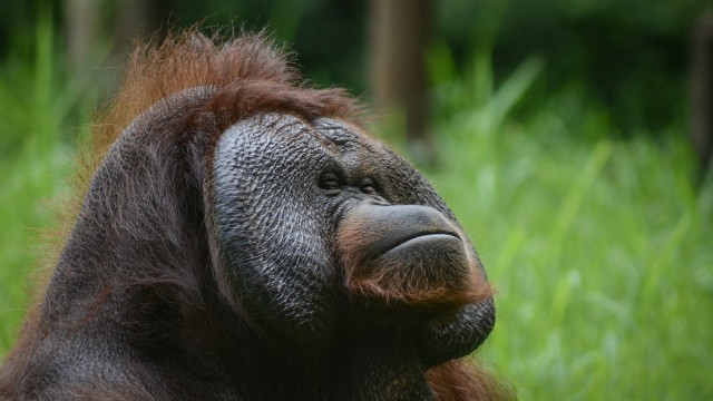 Kasus orang utan merokok di Bandung (Foto: ANTARA FOTO/ Raisan Al Farisi)