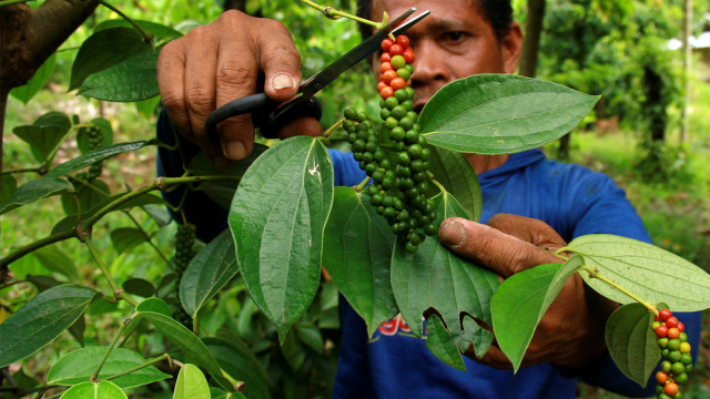 Seorang petani memetik biji lada Foto: ANTARA FOTO/Akbar Tado