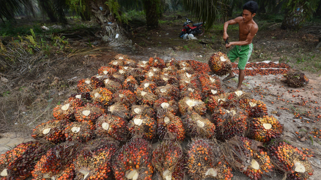 Pekerja menumpuk kelapa sawit (Foto: AFP PHOTO / Adek Berry)