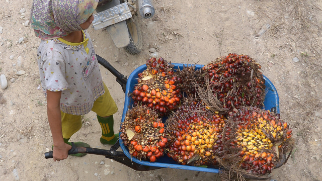 Pekerja membawa kelapa sawit (Foto: AFP PHOTO / Adek Berry)